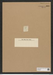 Coscinodiscus lineatus Ehr. (de-Toni-Nr.: Genus 202, Species 4900) Zeichnungen Sammlung Grunow Nr. 8660 (NHMW-BOT-W0378066)